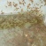 小龙虾苗天热九月后上市