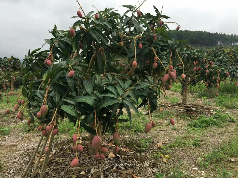 广西百色市田东芒果之乡大丰收季节就