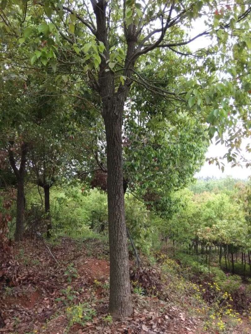 18-22香樟