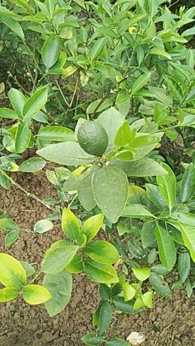 青柠檬苗