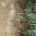 野生铁树树苗
