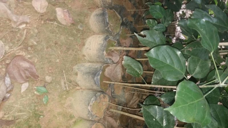 野生铁树树苗