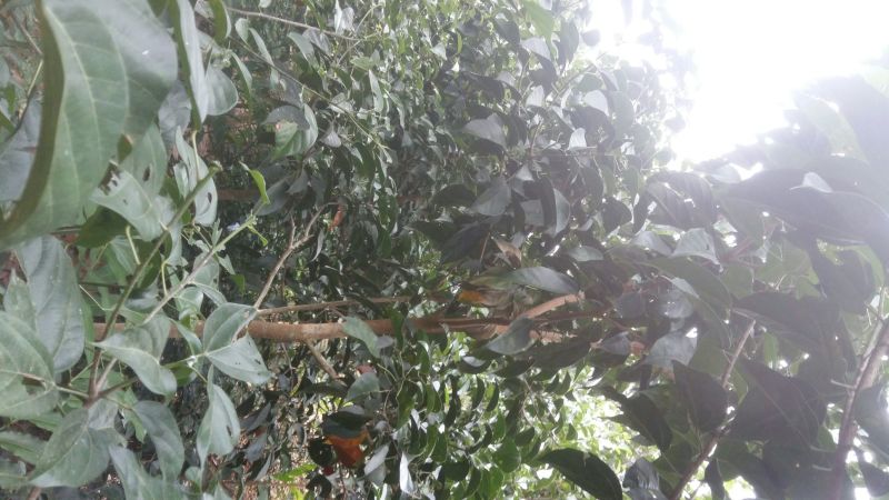 野生铁树树苗