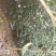 野生铁树树苗