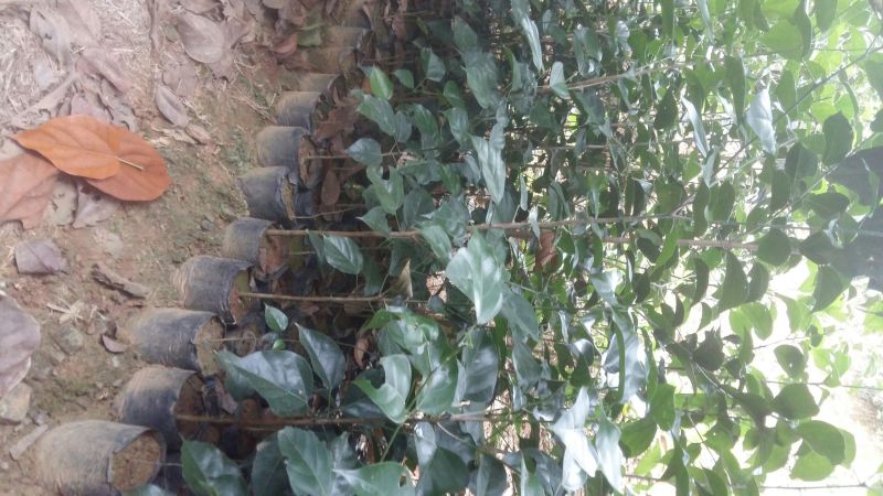 野生铁树树苗