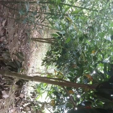野生铁树树苗