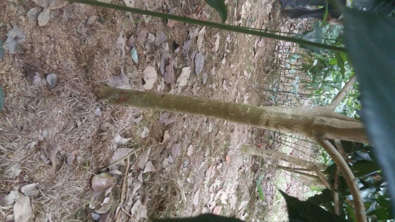 野生铁树树苗