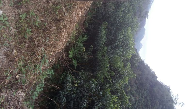 野生铁树树苗