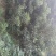 野生铁树树苗