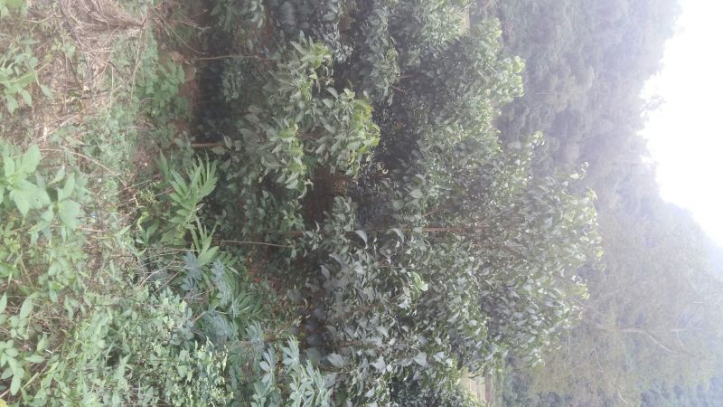 野生铁树树苗