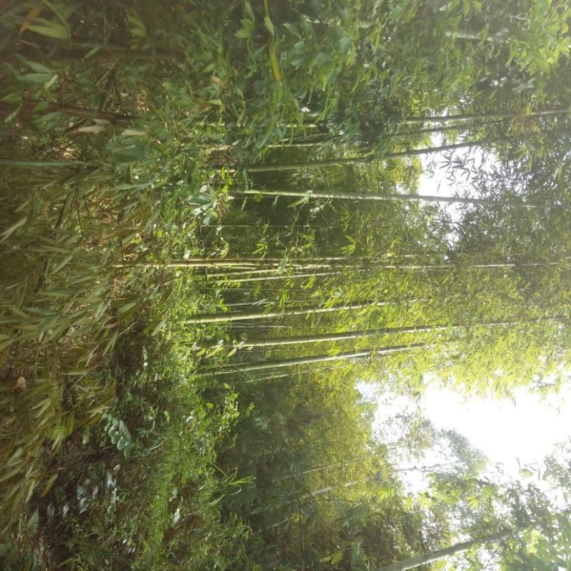 毛竹