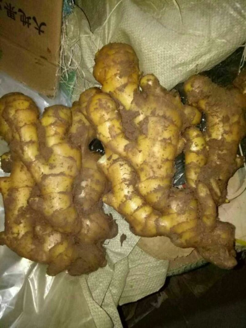 优质*大黄姜*小黄姜*规格齐全*质量保证