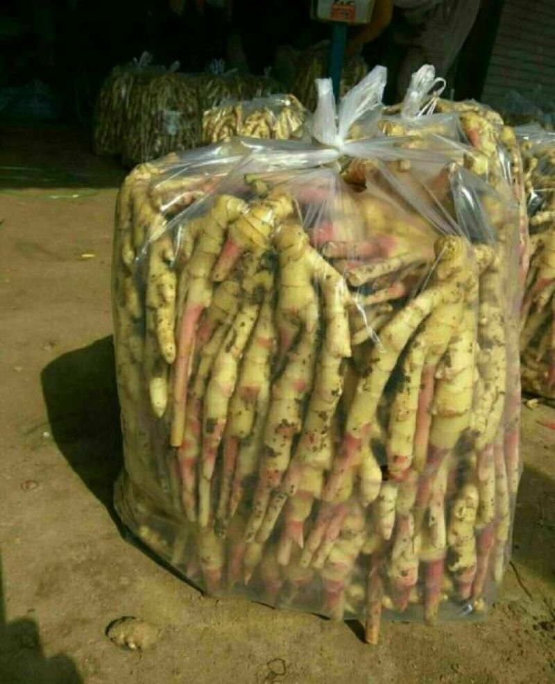 优质*大黄姜*小黄姜*规格齐全*质量保证