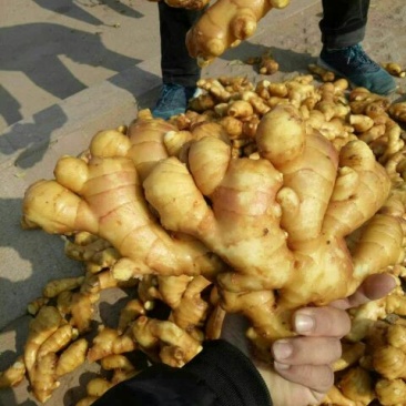 优质*大黄姜*小黄姜*规格齐全*质量保证