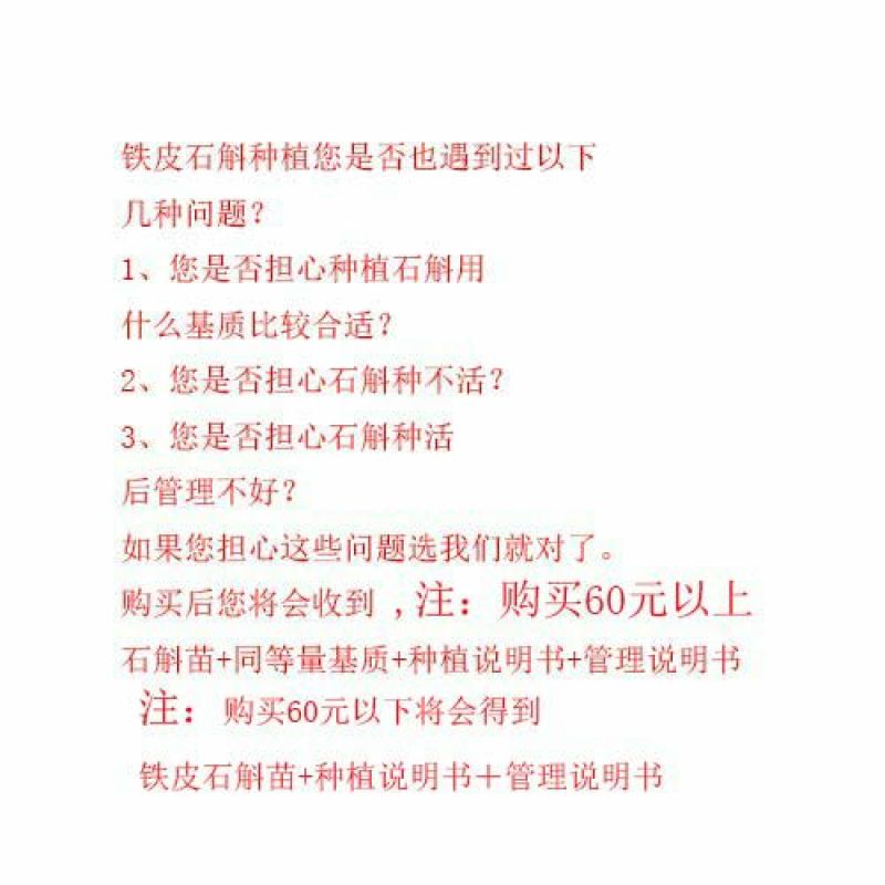 铁皮石斛苗红杆2年苗10~20cm提供技术和说明书