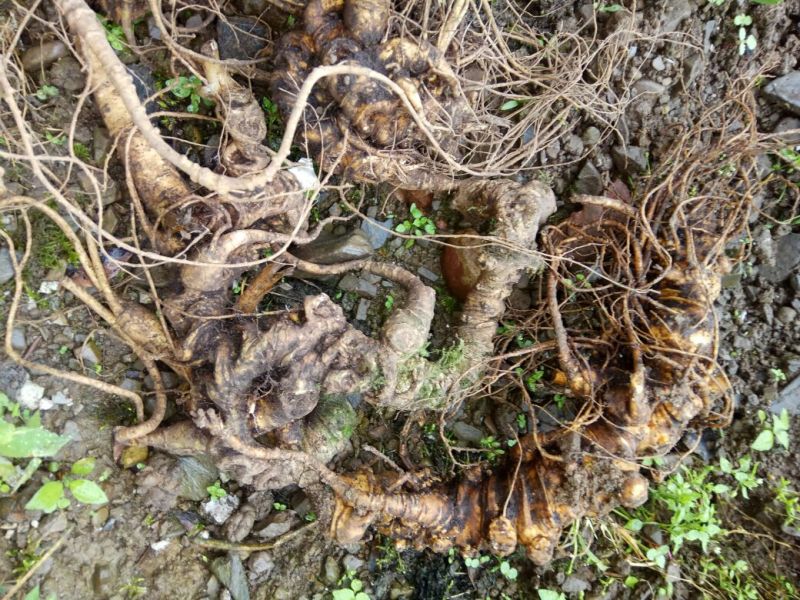 野生三七紫三七大量批发