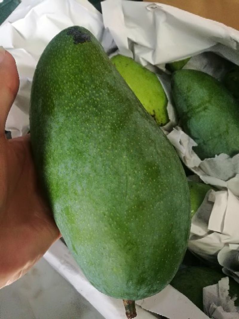 大青芒越南芒果二级大青芒单果1斤以上
