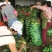 黏玉米50%