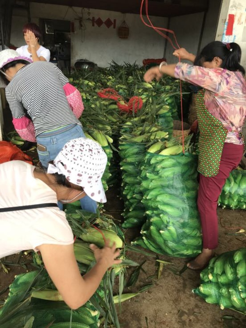 黏玉米50%