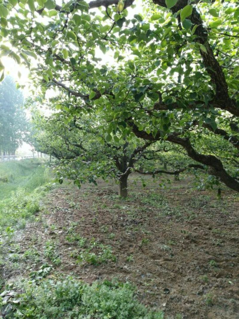 20-30大梨树