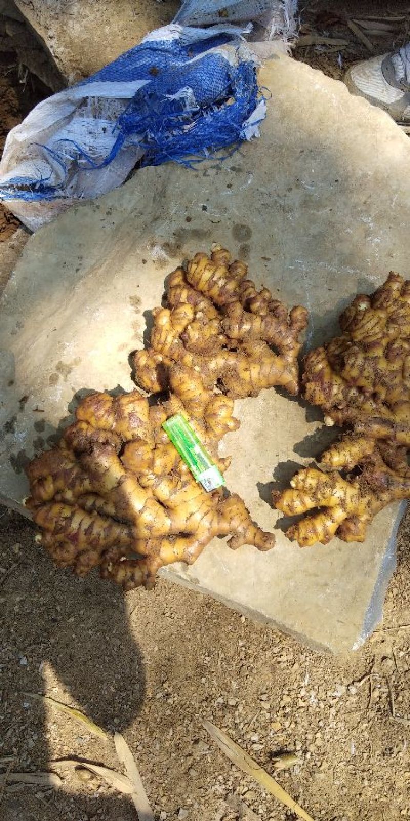 小黄姜窖姜2两以上带土