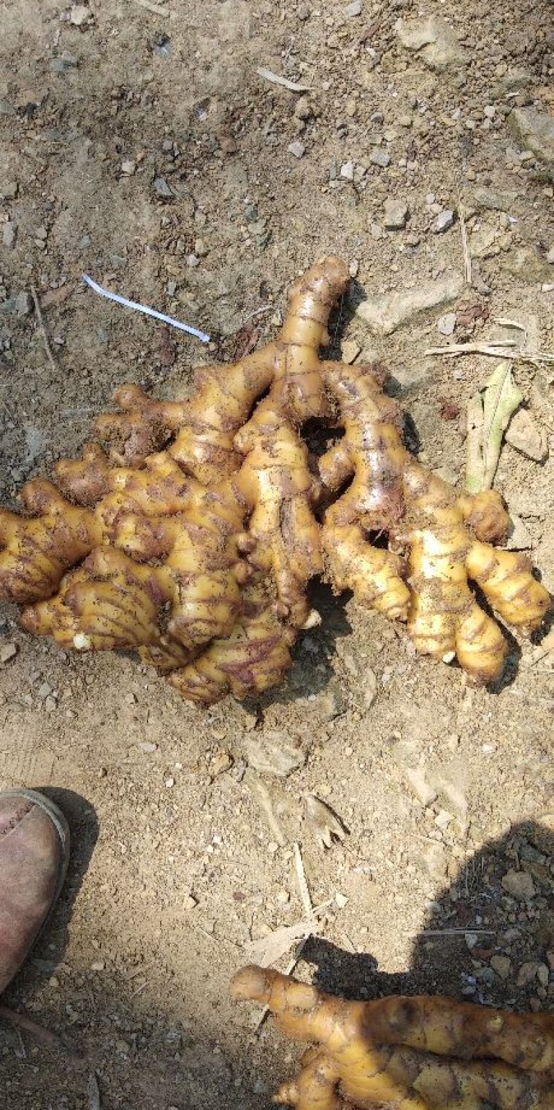 小黄姜窖姜2两以上带土