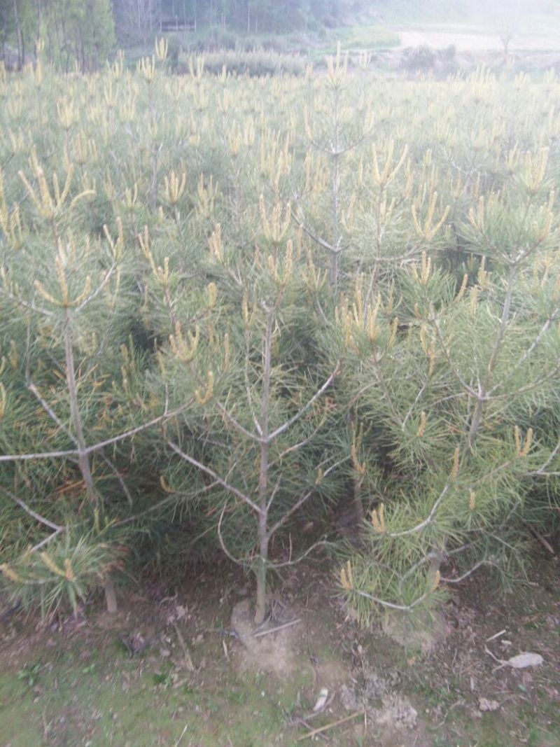 白松树苗100~150cm