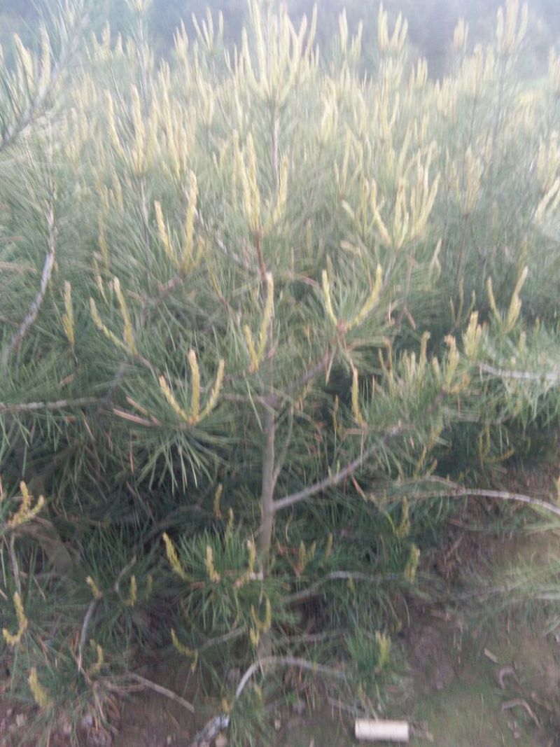 白松树苗100~150cm