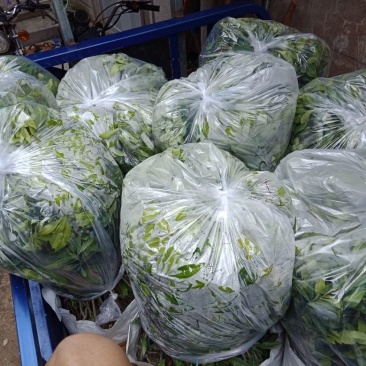 东魁杨梅1000棵托运长途客车