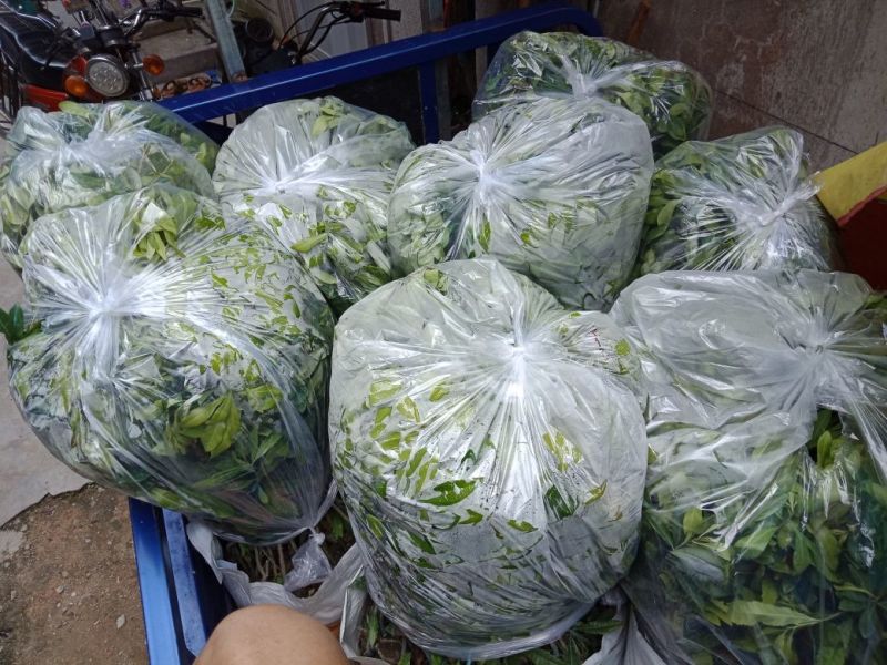 东魁杨梅1000棵托运长途客车