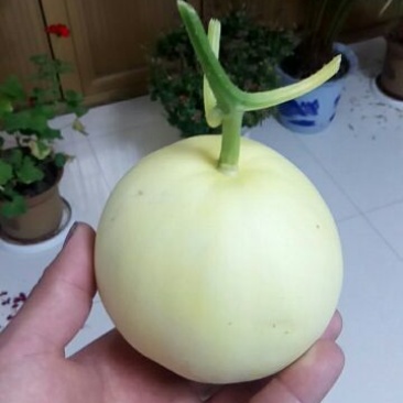 优质甜瓜！