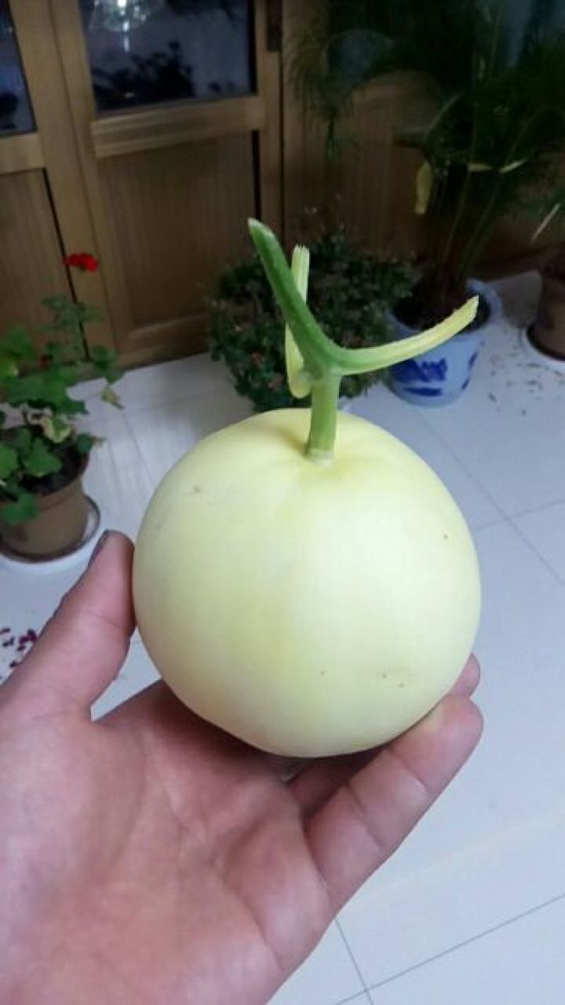优质甜瓜！