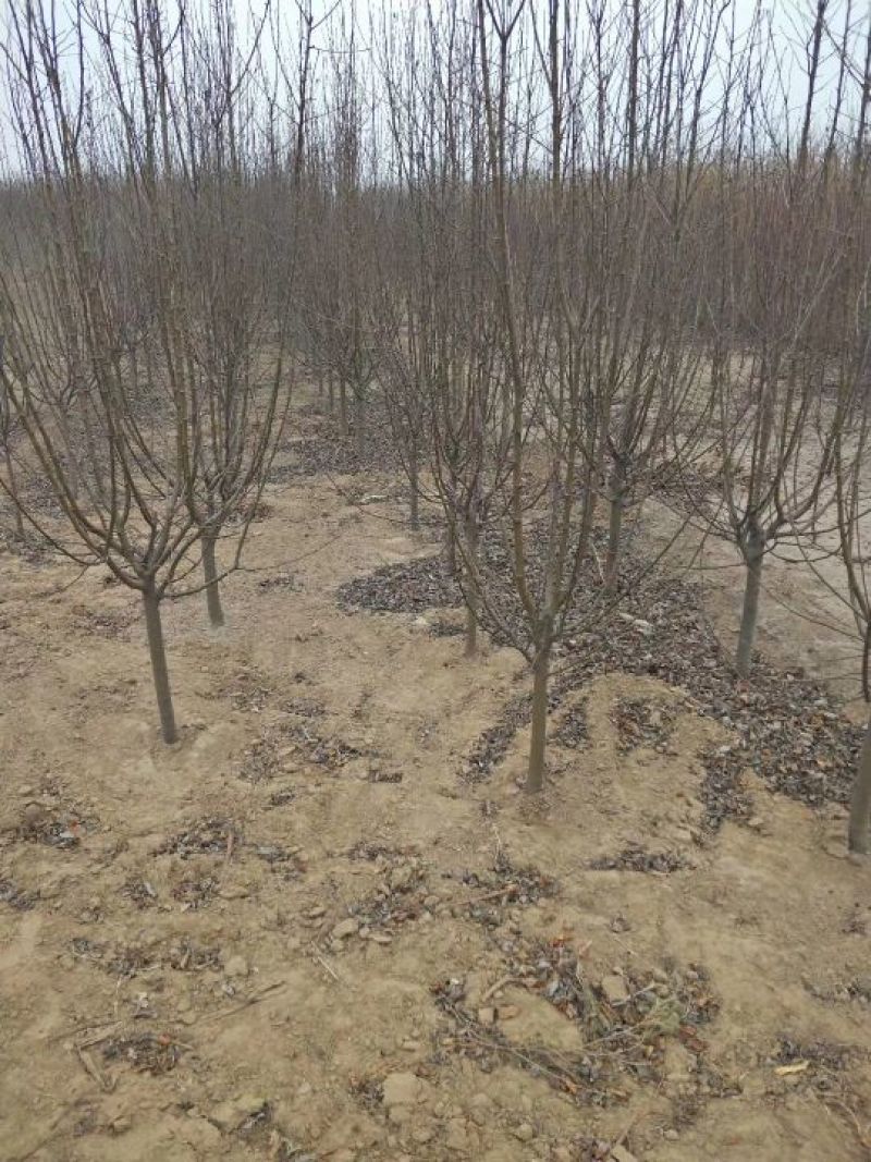 紫叶李：根系发达质量有保证价格合理可以实地考察支持线上