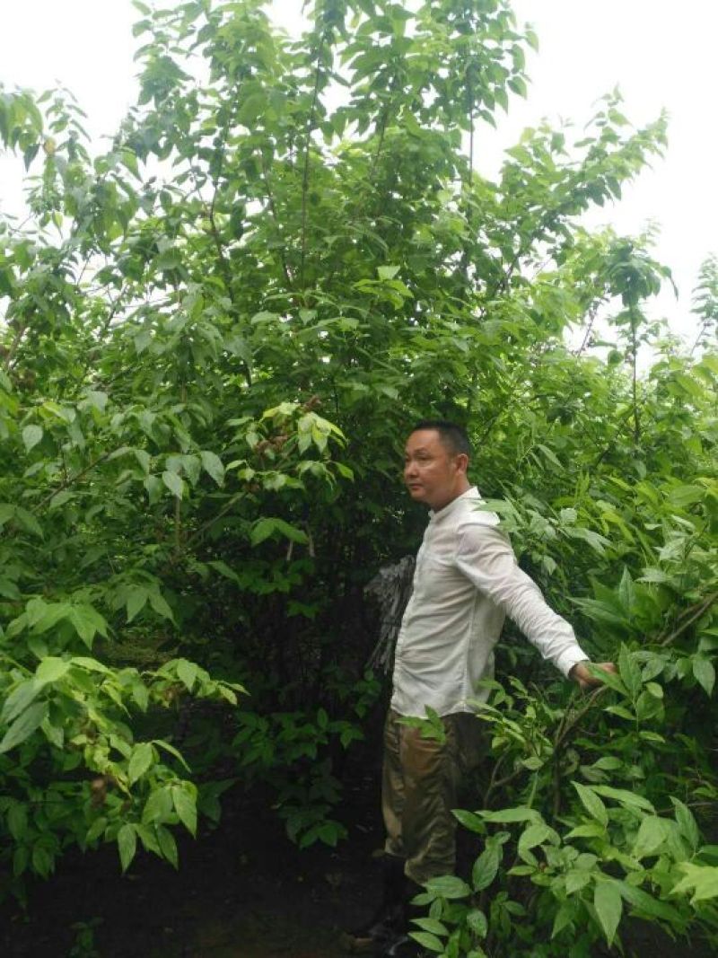丛生腊梅