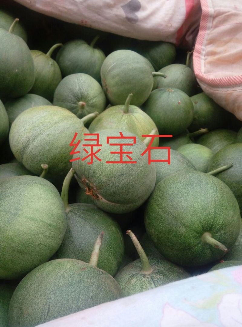 新乐市甜瓜4月份大量上市欢迎新老客户前来选购随到随装车