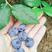 蓝莓10~12mm以上鲜果优质蓝莓，保质保量