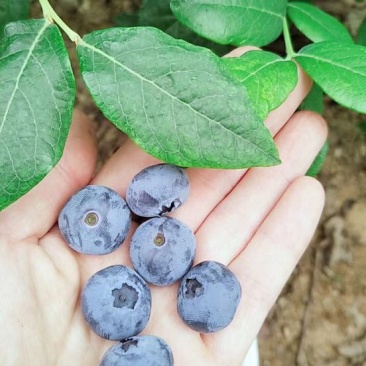 蓝莓12mm以下鲜果优质蓝莓，保质保量，现摘现发