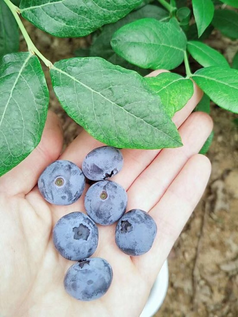 蓝莓12mm以下鲜果优质蓝莓，保质保量，现摘现发