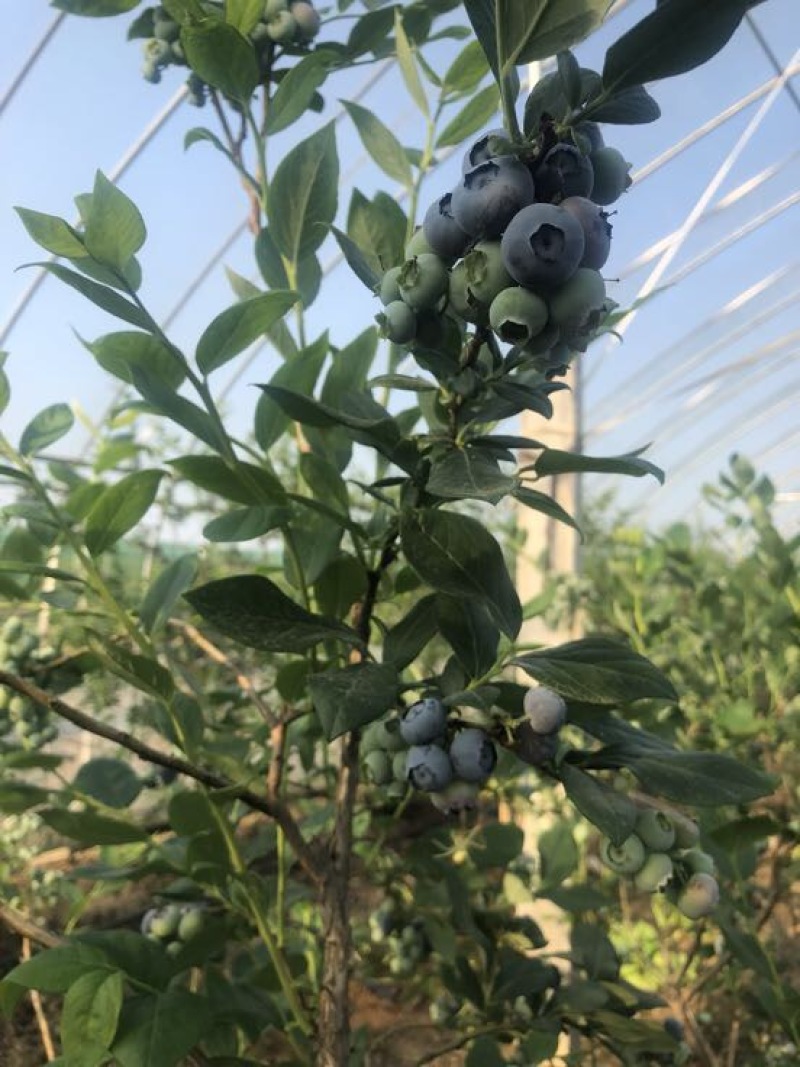 蓝莓12mm以下鲜果优质蓝莓，保质保量，现摘现发