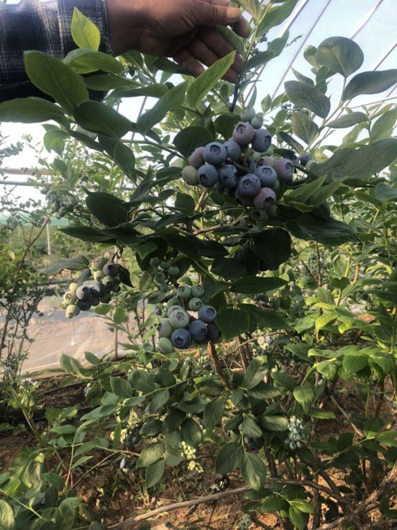 蓝莓12mm以下鲜果优质蓝莓，保质保量，现摘现发