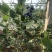 蓝莓12mm以下鲜果优质蓝莓，保质保量，现摘现发