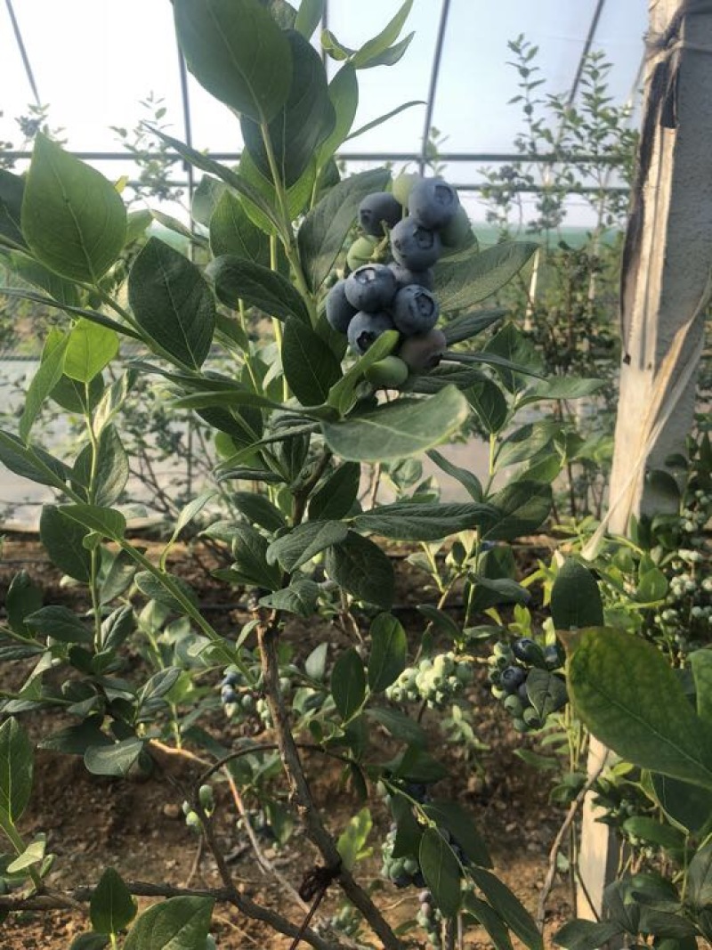蓝莓12mm以下鲜果优质蓝莓，保质保量，现摘现发