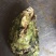 牡蛎人工养殖鲜活牡蛎，当天上货当天出
