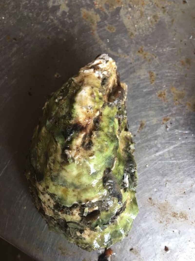 牡蛎人工养殖鲜活牡蛎，当天上货当天出
