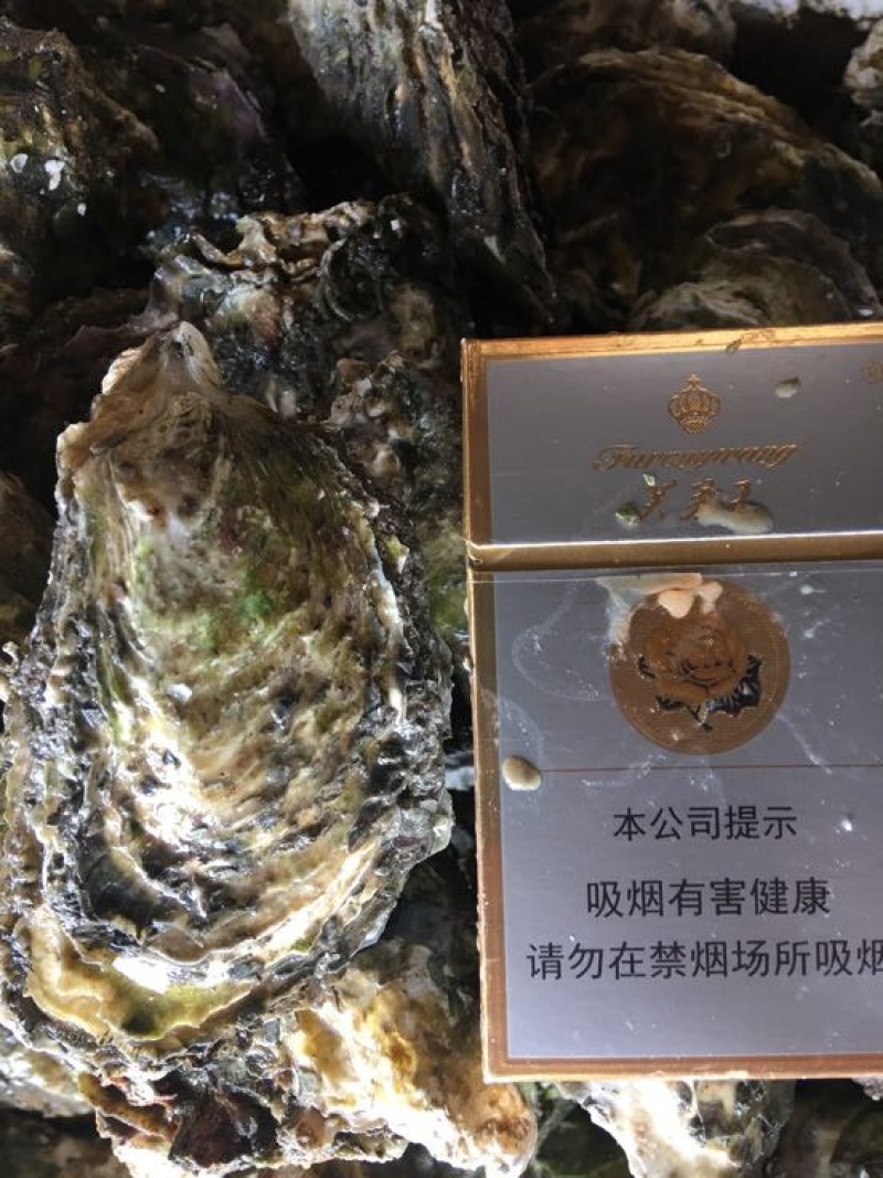 牡蛎人工养殖鲜活牡蛎，当天上货当天出