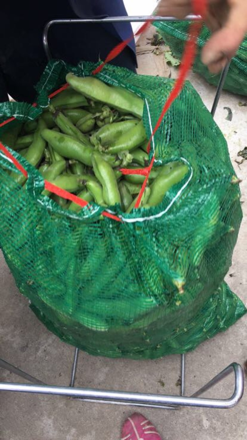 蚕豆一级品