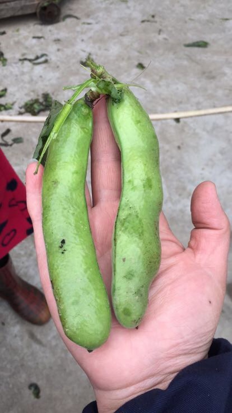 蚕豆一级品