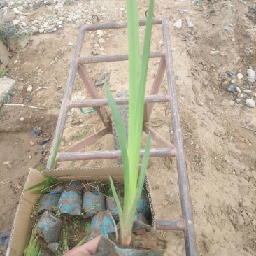 大花萱草