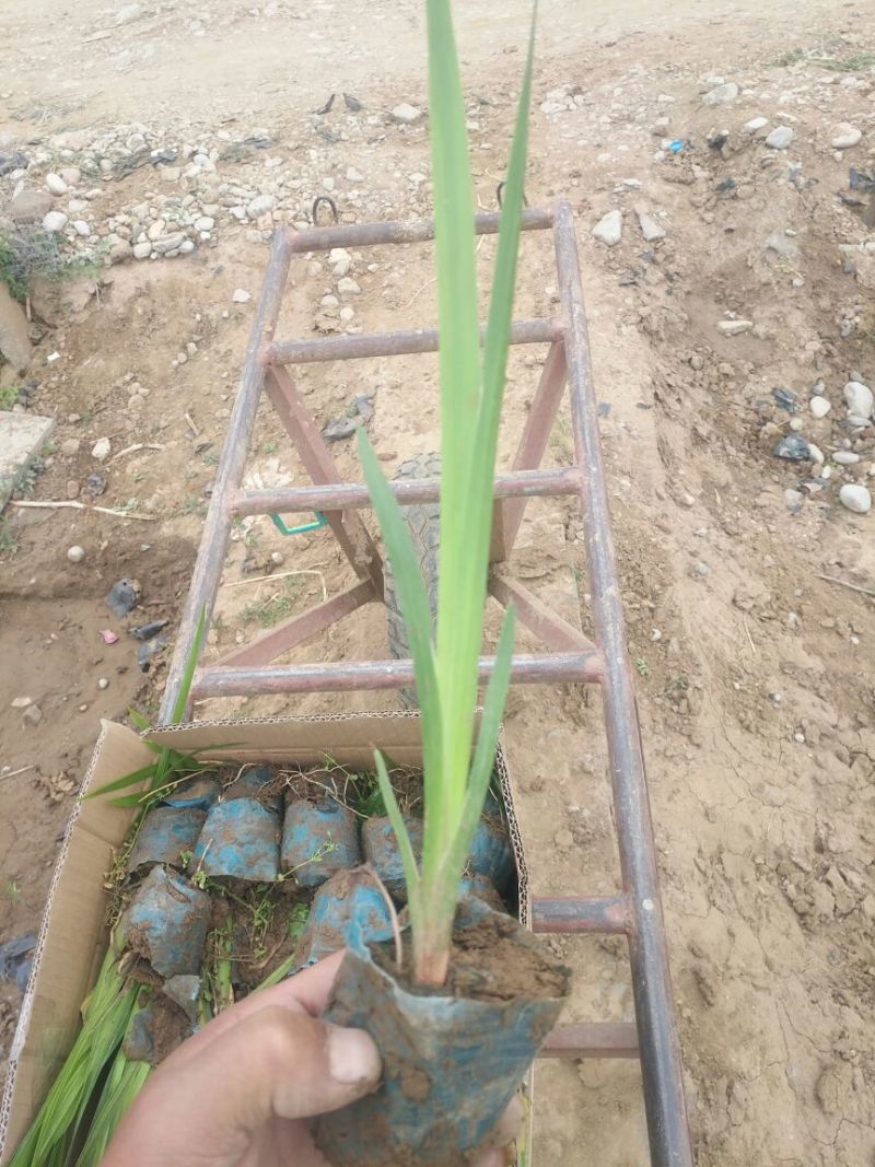 大花萱草