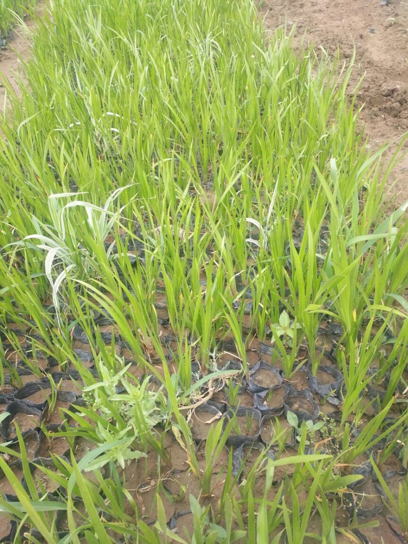 大花萱草